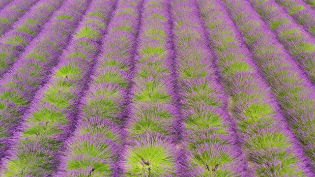 Lavender fields in full bloom showcasing vibrant purple rows under the bright sun during the summer season in Provence. Beauty of lavender fields in Provence, France.