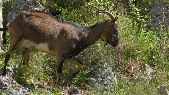 Croatian spotted goat grazing leaves from a bush in Dalmatinska Zagora near Kastela, Croatia