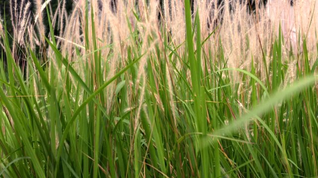 White cogon grass flowers swaying in wind at nature park with soft sunlight atmosphere 4K.wild meadow scene, featuring close-up details of fluffy white cogon grass (Imperata cylindrica) swaying gently