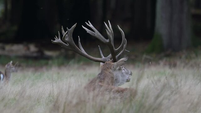 A red deer with a large antlered head bellowing whilst lying in a forest meadow during the rutting season with fallow deer,  autumn, (cervus elaphus), north rhine westphalia, germany, 