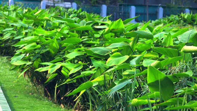 Lush green thalia dealbata plants in city park garden under bright natural daylight serene atmosphere 4K.a vibrant urban wetland garden, featuring dense green leaves of Thalia dealbata swaying slightl