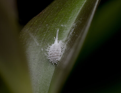 Wolllaus (Pseudococcus viburni) Makroaufnahme auf gr&uuml;nem Blatt, wei&szlig;er Sch&auml;dling