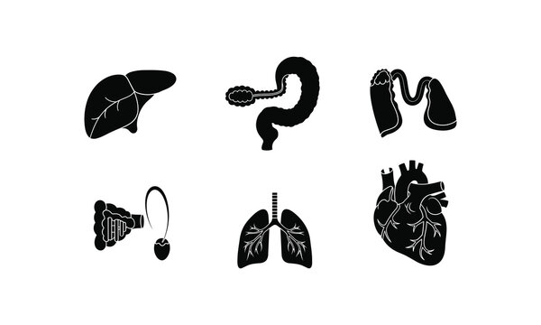 Black and white human organs vector icons set
