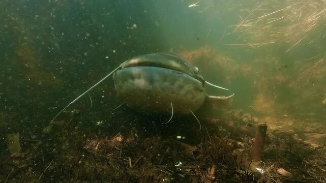 Underwater view of a wels catfish Silurus glanis moving slowly along the lake bottom and approaching head on for a close up, revealing its barbels and wide mouth in freshwater habitat