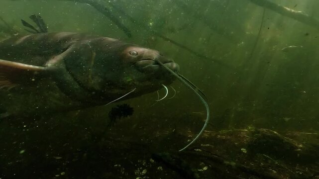 Close profile view of a wels catfish Silurus glanis passing through branches and aquatic plants, with roach in background, suspended particles and sun rays in freshwater habitat