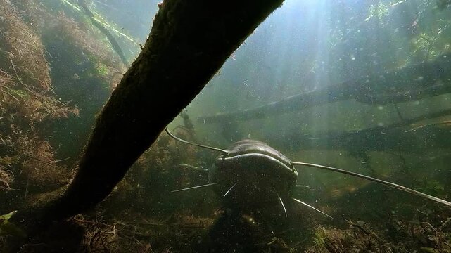 Underwater view of a wels catfish Silurus glanis resting on the bottom among submerged branches and sun rays, with a clear view of its six barbels in freshwater habitat