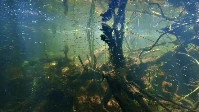 Underwater view of a swarm of largemouth bass Micropterus salmoides fry sheltering within submerged branches, followed by the appearance of an adult male protecting the brood in freshwater habitat