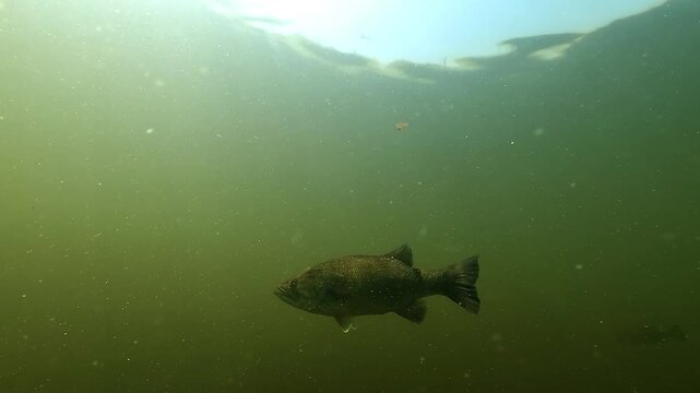 Profile view of a largemouth bass Micropterus salmoides in green open water, when a wels catfish Silurus glanis suddenly arrives, approaches and then turns away in freshwater habitat