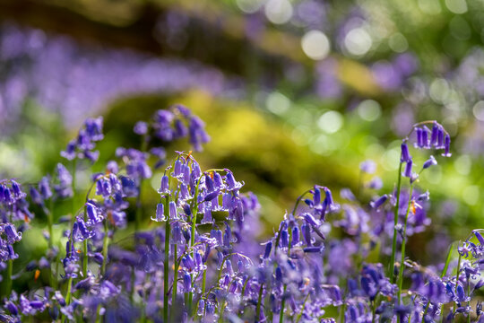 Wild bluebells in abundance at Old Park Wood nature reserve, Harefield, Hillingdon UK. The woods is an ancient woodland and is a site of Special Scientific Interest.