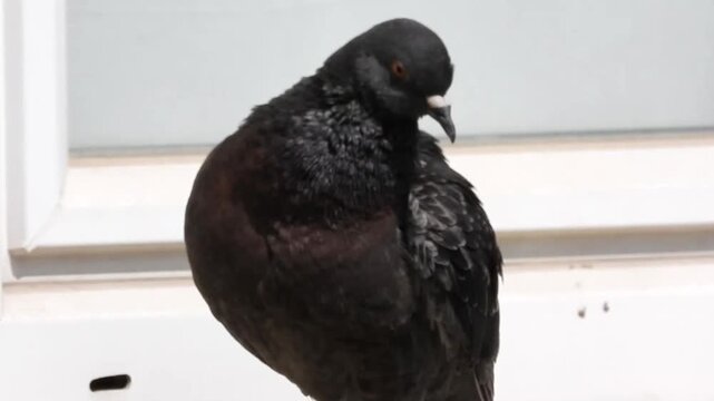 Natural beautiful wild pigeon video