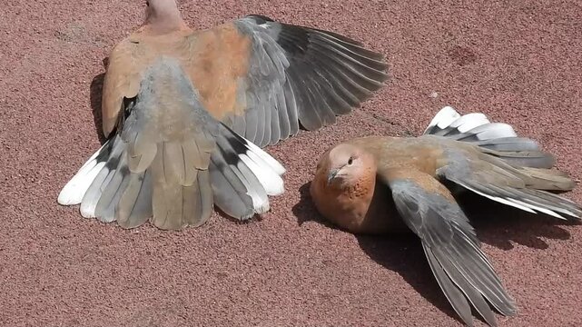 Eurasian collared dove bird video