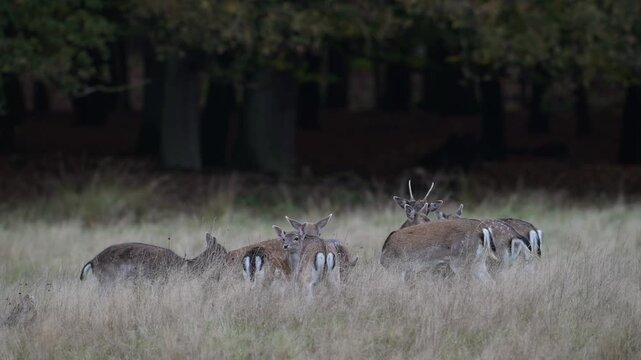 A herd of fallow deer forages for food in a woodland meadow during the rutting season,  autumn, (dama dama), muensterland, germany