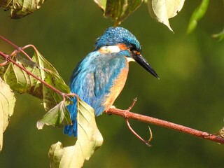 Obraz premium Vibrant Kingfisher on Branch 