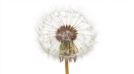 Fototapeta premium A single delicate dandelion seed head, captured in pristine detail against a clean white background, showcases nature's intricate beauty and fragility in full bloom.