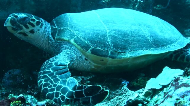 Komodo, Indonesia &ndash; Close-Up of Green Sea Turtle Resting on Ocean Floor Underwater