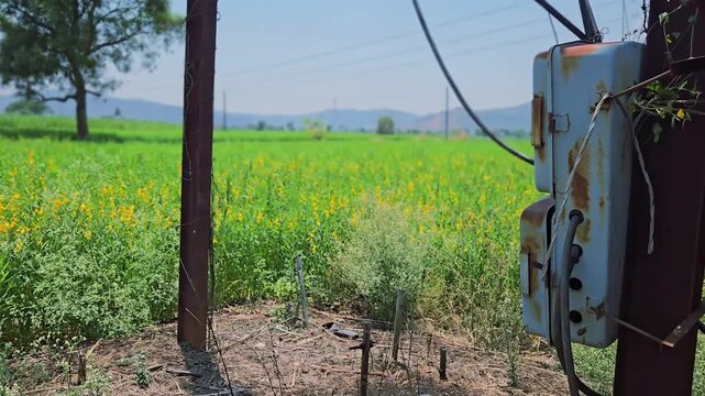 Sun-drenched Sunn hemp field with a rustic transformer. A tree casts a shadow while distant pylons cross the horizon. This nitrogen-fixing crop is used for soil health, strong fibers, livestock fodder
