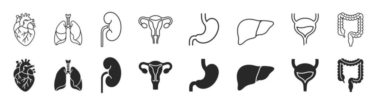 Anatomy organs medical outline solid set icon on transparent background