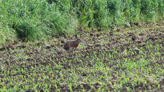 Hare in a field, hare cleaning its large paws, agriculture, farm, fieldwork, brown hare in a field among seedlings, large ears and paws, wild hare, Leporidae, lepus europaeus