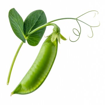Fresh green pea pod with a single leaf and tendril on a white background, a healthy organic vegetable ingredient