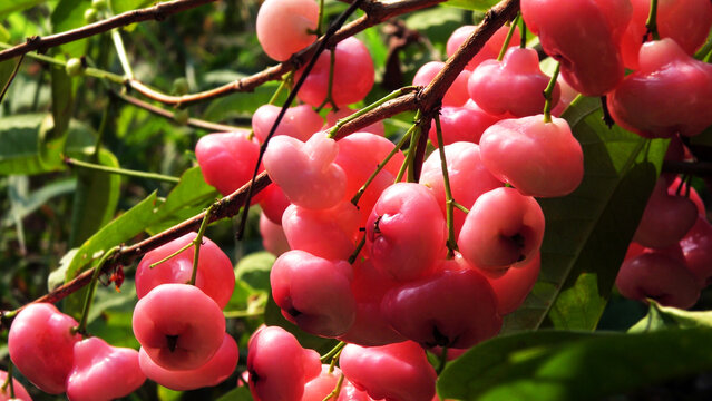 Branches of rose apple tree with bunches of ripen fruits