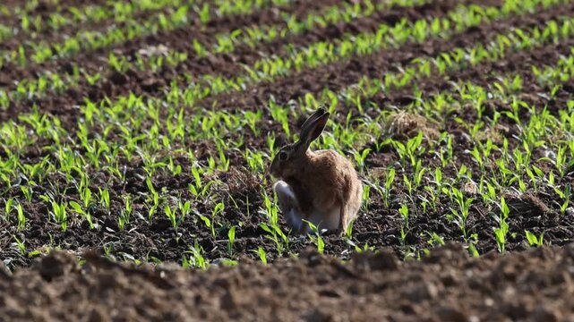 Hare in a field, hare cleaning its large paws, agriculture, farm, fieldwork, brown hare in a field among seedlings, large ears and paws, wild hare, Leporidae, lepus europaeus