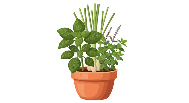 potted plant with green leaves and herbs in terracotta pot