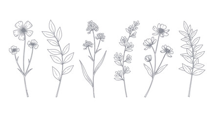 Fototapeta premium Botanical illustrations, flower line art, minimalist floral set, 6 stems with leaves and blooms isolated on White Background