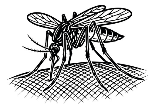 Engraving illustration of a mosquito depicting blood feeding on skin for medical and pest control design