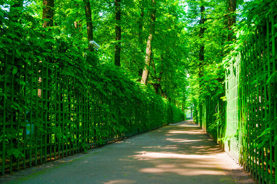 Summer city park alley landscape - metal fences of berso and deciduous green trees in sunny weather