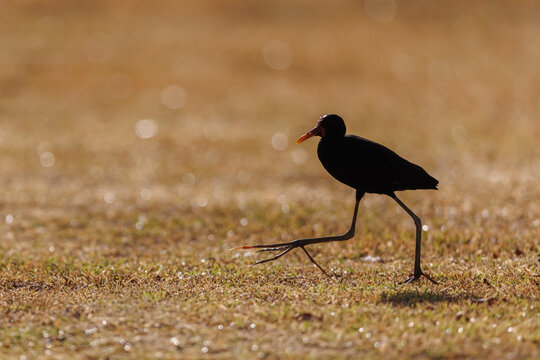 Wattled Jacana (Jacana jacana) mid-stride on wet grass, backlit by warm golden light with bokeh background, Panama.