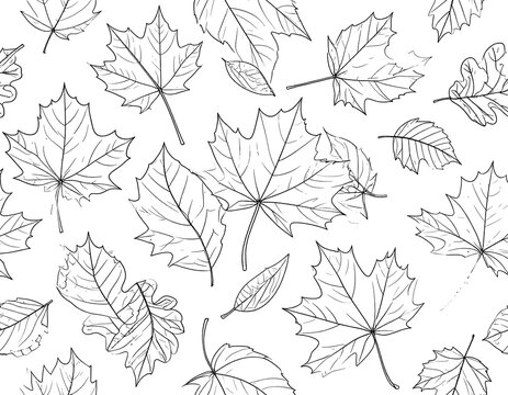 Black and white maple leaf illustrations.