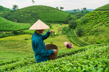 Fototapeta premium Couple female agriculturist wearing non la hat picking tea leaves in Long Coc tea hill on farmland