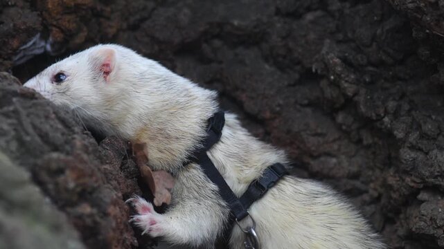Male light-furred ferret exploring a winter city park