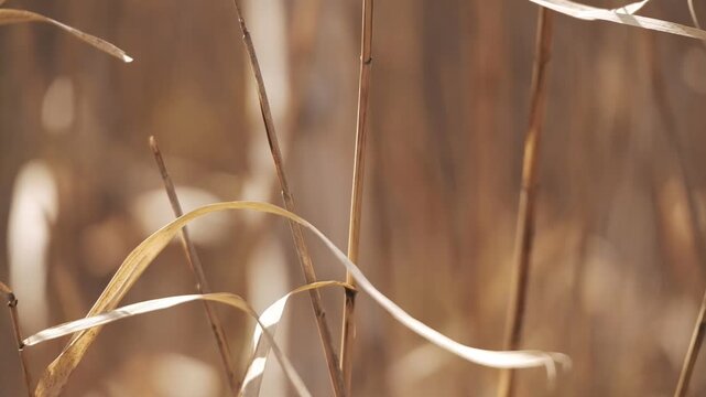 A landscape of dry pampas grass swaying in the wind against a backdrop of a birch forest