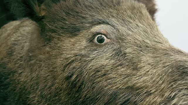 A taxidermy head of a wild boar with coarse brown fur