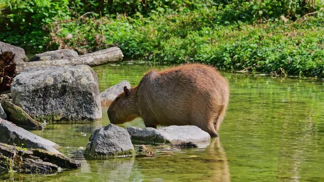 The capybara, Hydrochoerus hydrochaeris is the largest extant rodent in the world. Its closest relatives are agouti, chinchillas, coyphillas, and guinea pigs. Native to South America. 