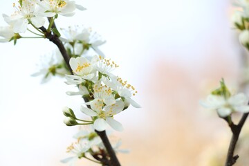 Obraz premium Beautiful blossoming cherry tree with white flowers outdoors, closeup