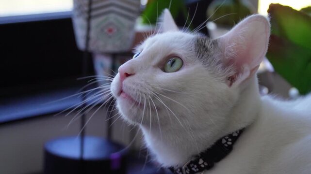 White young cat chattering while looking out window close up slow motion