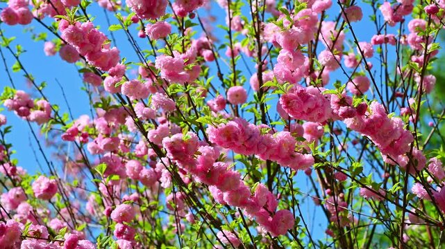 Pink flowering plum blossom branches swaying against clear blue sky spring
