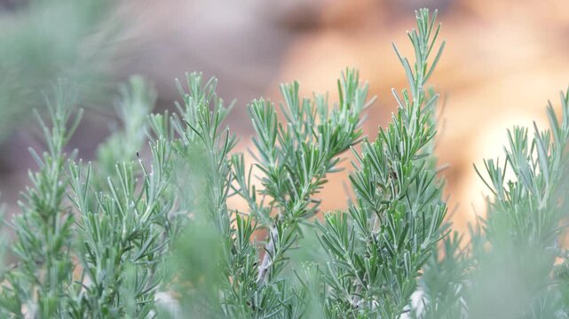 Close up of a Rosmarinus officinalis plant. It's also called Salvia rosmarinus or rosemary. It's native to the Mediterranean region and the leaves are used as a flavoring in foods.