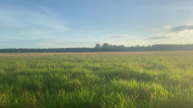 Sunrise Over Green Rice Field with Natural Sounds of Crickets and Birds
