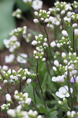 Fototapeta premium Evergreen ground cover plant Arabis caucasica blooms in the garden