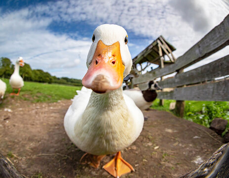 Close-up wide-angle portrait of a curious white duck on a farm, fisheye view.