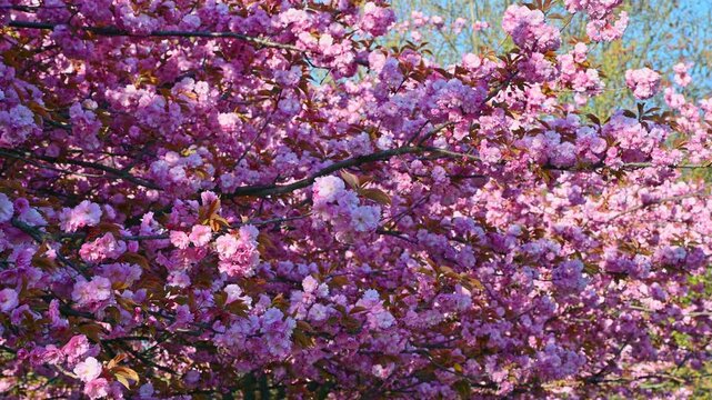 flowering plum branches blooming with pink blossoms in sunny park