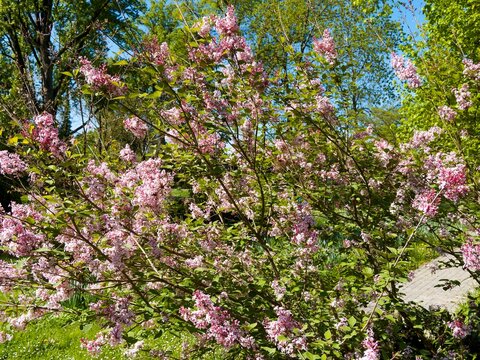 Lilas de Chine (Syringa microphylla 'Superba') arbuste d&eacute;coratif au port buissonnant et branches fines et velues couvertes d'abondantes grappes de fleurs tubulaires et lob&eacute;es de tons roses

