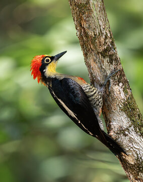 P&aacute;jaro carpintero arco iris, picando