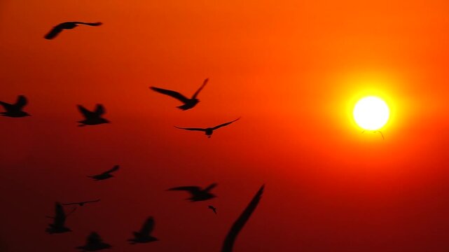 birds on sunset