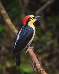 Obraz premium Pájaro carpintero arco iris