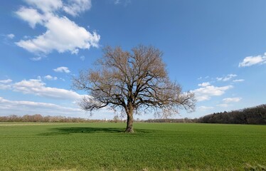 Fototapeta premium lonely tree in the field
