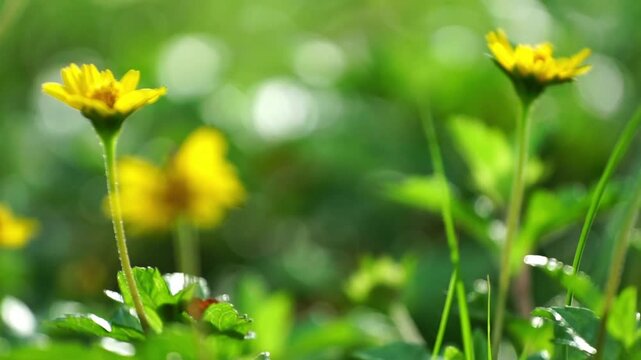 Beautiful yellow blossoms with butter fly bloom amidst the lush green grass of a sunlit summer garden, showcasing the vibrant floral beauty of nature in a stunning macro field of spring petals